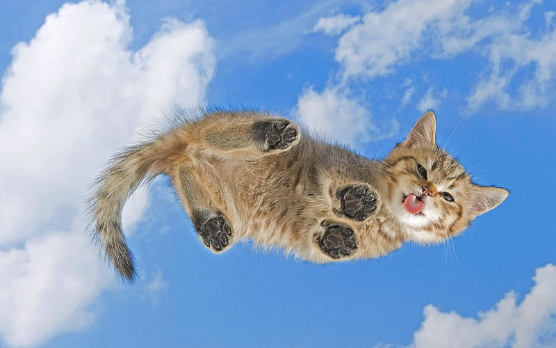 Cat flying, fly, feline, cloud, cat, kitten, HD wallpaper