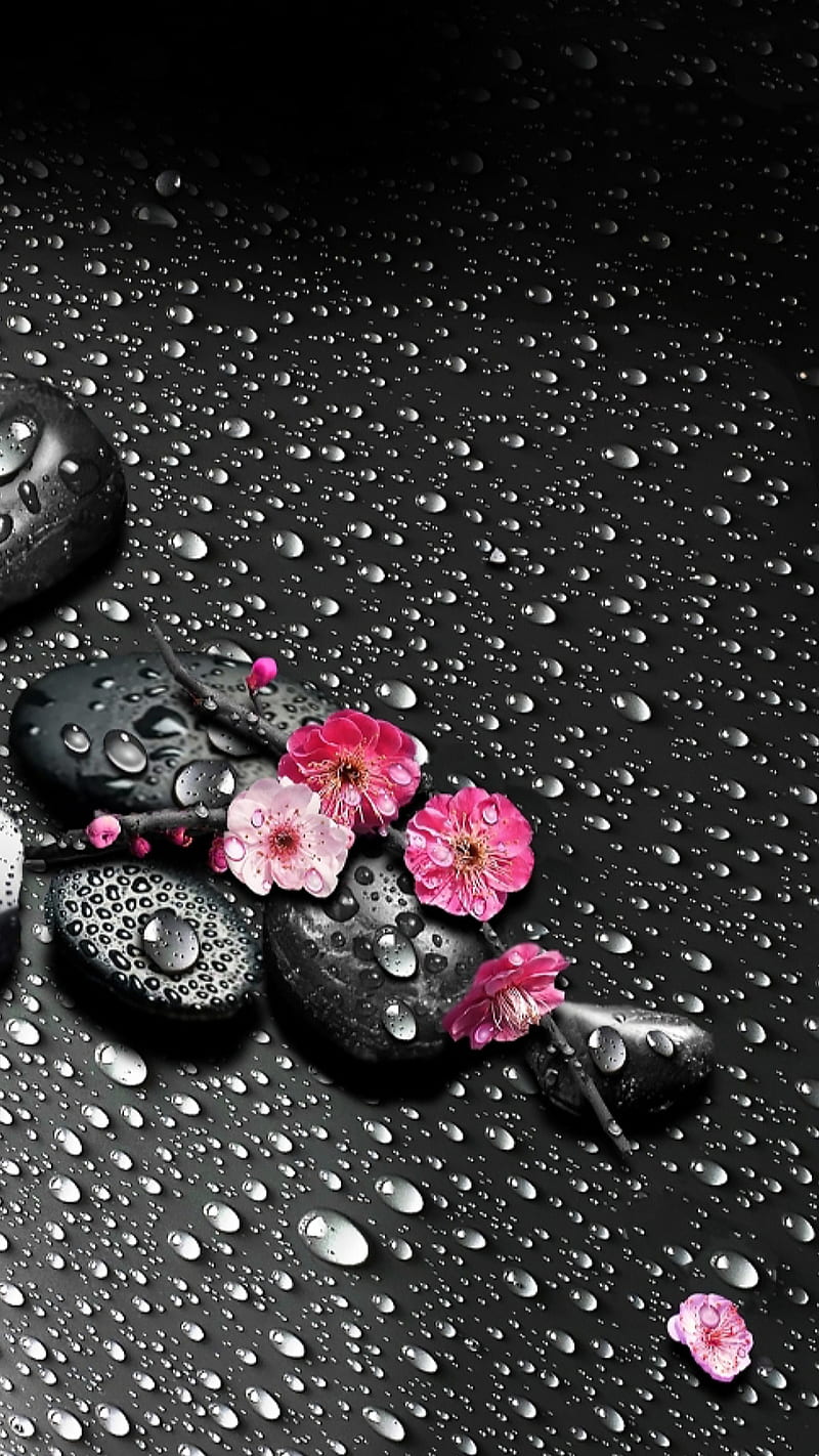 Waterdrops, black, drops, flowers, pink, pink flowers, rain, stones, HD phone wallpaper