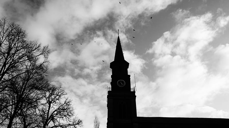 birds flying over church steeple, tree, steeple, black and white, birds, clock, church, clouds, HD wallpaper