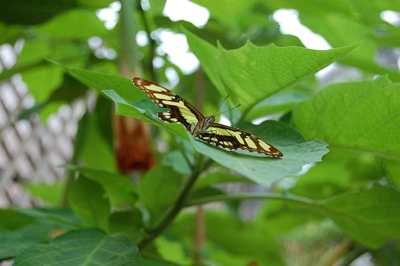Butterfly resting, pretty, butterfly, green, michigan, mackinac island, animals, HD wallpaper