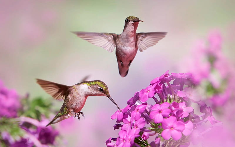 Humming-birds, cute, humming-bird, pasare, flower, colibri, pink, couple, HD wallpaper