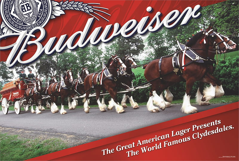 Famous Clydesdales, hitch, budweiser, wagon, horses, HD wallpaper