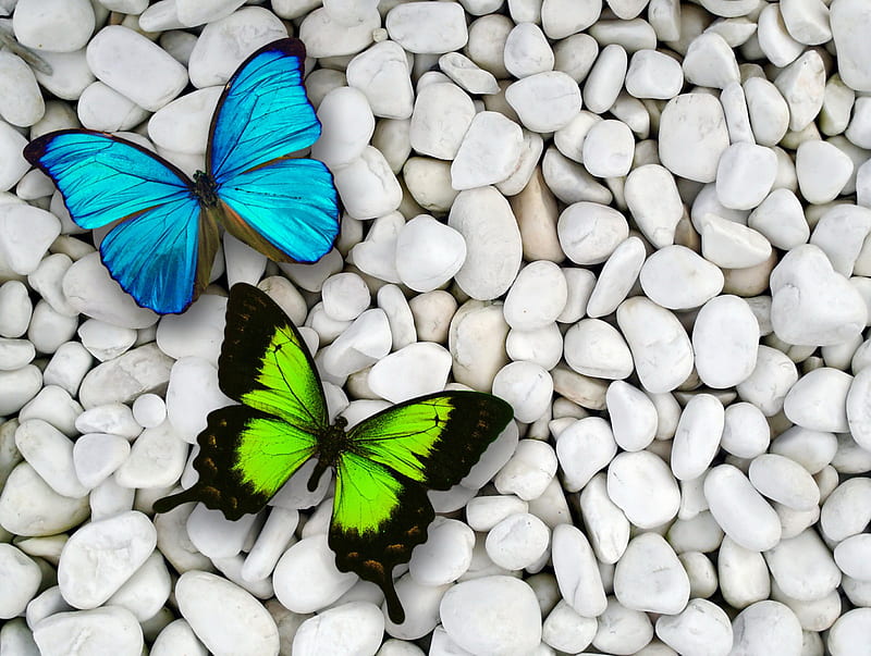 Butterflies on pebble, stones, butterflies, white, pebble, HD wallpaper
