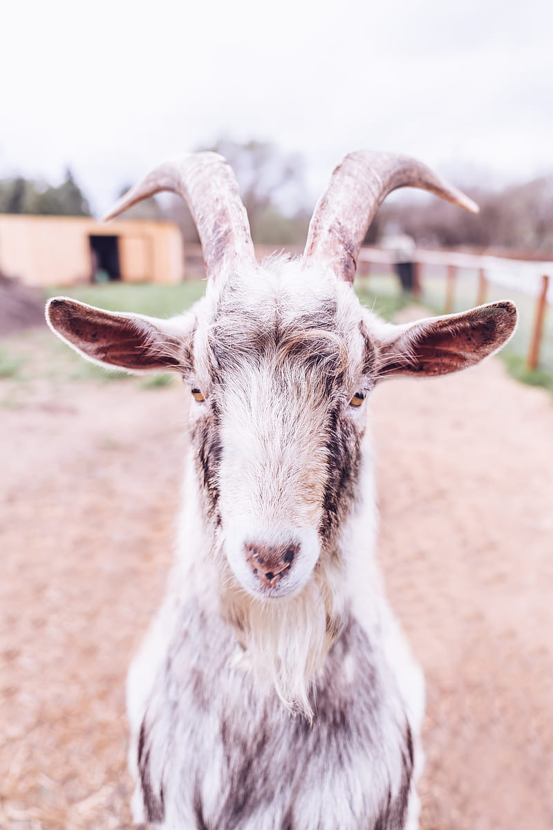 Shallow focus graphy of white goat, HD phone wallpaper | Peakpx