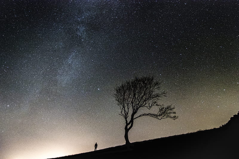 silhouette of person standing along bare tree during nighttime, HD wallpaper