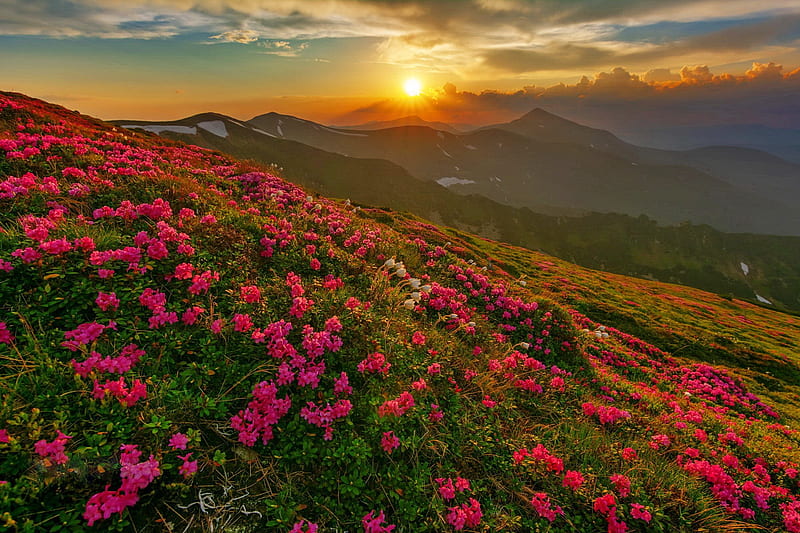 Sunset over the Carpathians, Carpathians, mountain, hills, Rhododendrons, flowers, slope, sunset, sky, HD wallpaper