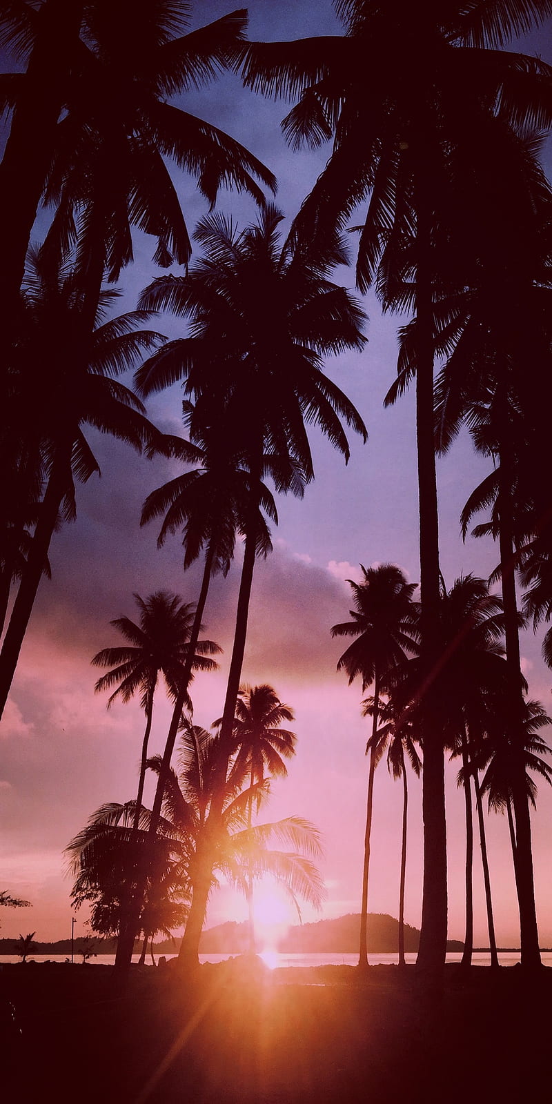 1080P free download | Palms, palm, trees, colorful, sunsets, sunset ...