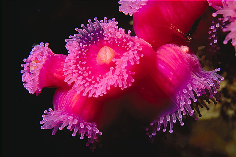 Jewel anemone, underwater, tentacles, sea anemone, vivid, vibrant, bonito, pink, HD wallpaper
