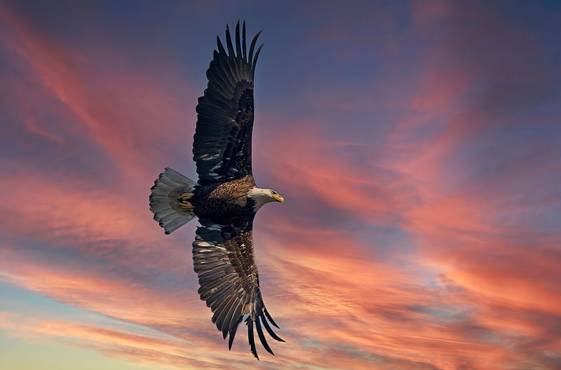 Bald Eagle Open Wings Sky , bald-eagle, eagle, birds, HD wallpaper
