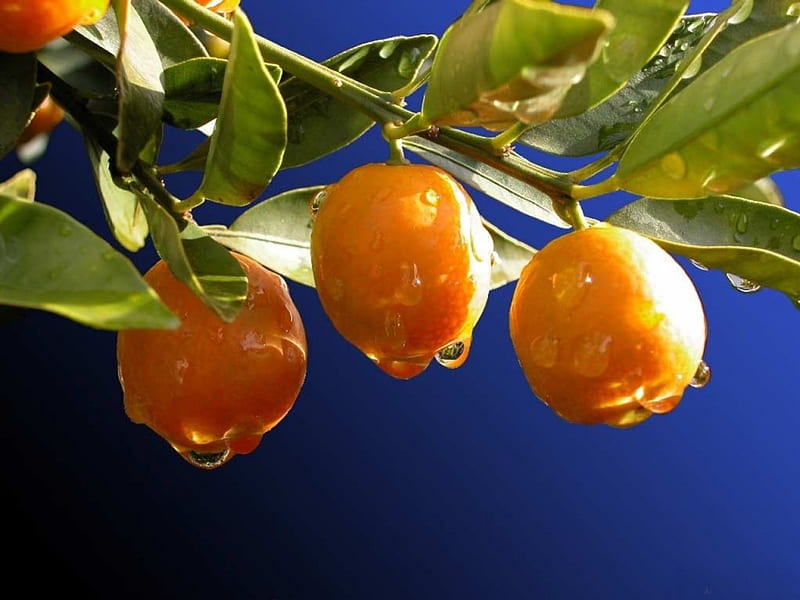 *** Apricots and drops of dew ...***, morele, rosy, drzewa, krople, nature, HD wallpaper