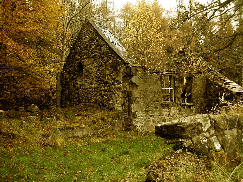 Cottage Reclaimed, forest, house, grass, cottage, home, ruins, trees, HD wallpaper