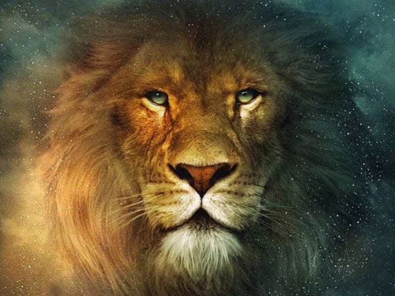 Lion, bonito, big cat, head, HD wallpaper