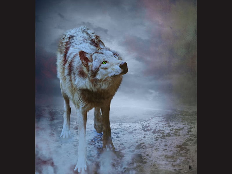 are you up there, insnow friendship, pack, dog, lobo, arctic, black, abstract, winter, timber, snow, wolf , wolfrunning, wolf, white, lone wolf, howling, wild animal black, howl, bonito, canine, wolf pack, solitude, gris, the pack, mythical, majestic, spirit, canis lupus, grey wolf, nature, wolves, HD wallpaper