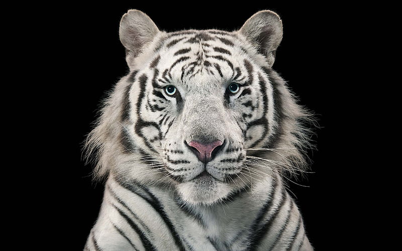 White Bengal tiger, Carnivora, Endangered, Home is in Indian subcontinent, Panthera tigris tigris, HD wallpaper