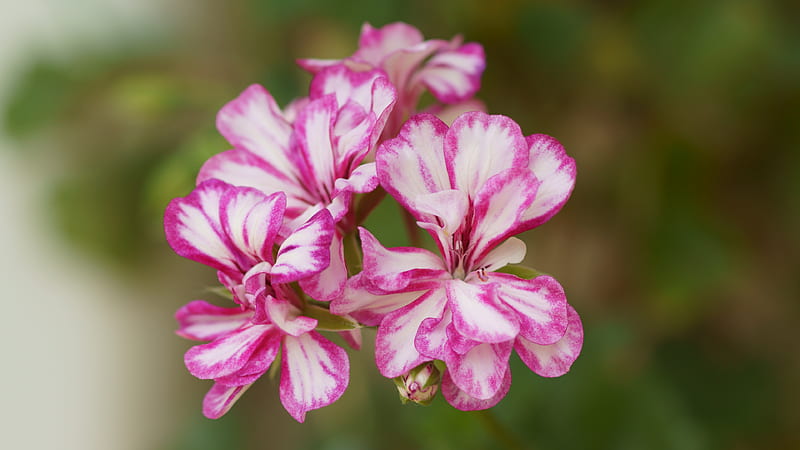 Geranium, Magenta, White, 3840x2160 Pink, Cherry Pink, Zeraniumu, Pelargonium, Flowers, Flower, HD wallpaper
