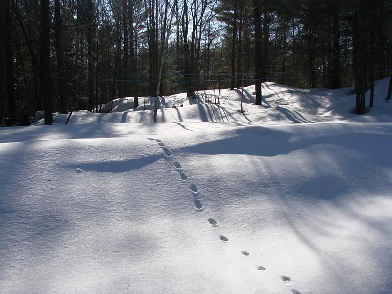 Winter in Muskoka Canada, forest, sun, snow, peaceful, tracks, animals, winter, HD wallpaper