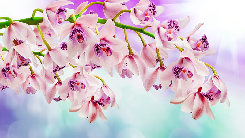 pink orchids beautiful flowers, orchids, HD wallpaper