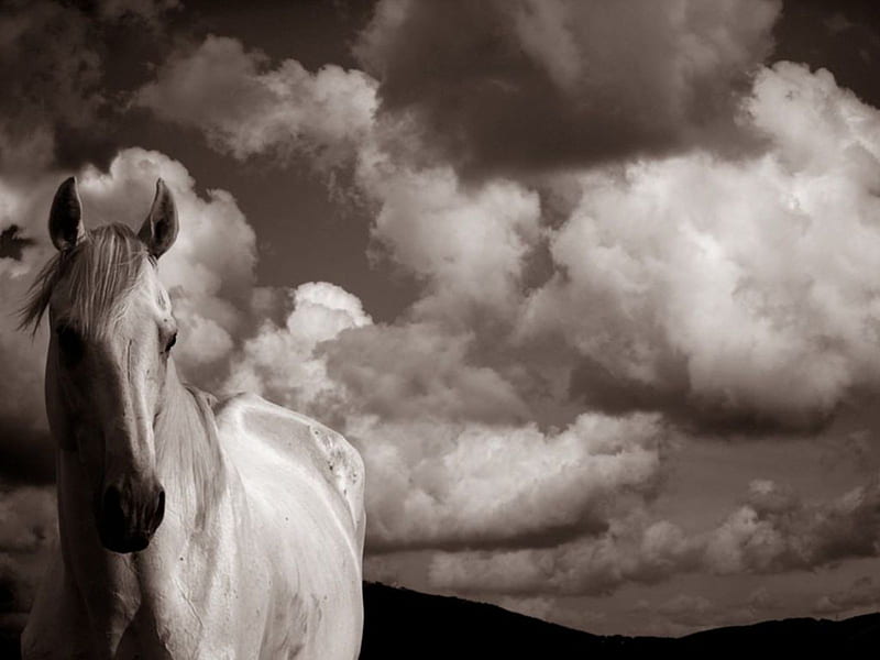 close up shot of a single horse, animals, horses, HD wallpaper