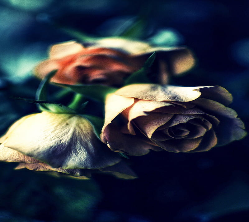 Beautiful Roses, HD wallpaper | Peakpx