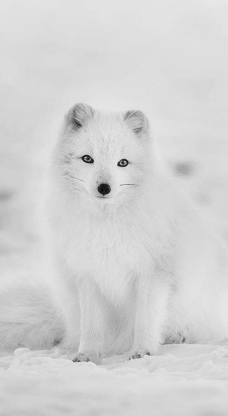 Artic fox, animal, renard, polaire, neige, ice, glace, white, wolf, HD phone wallpaper