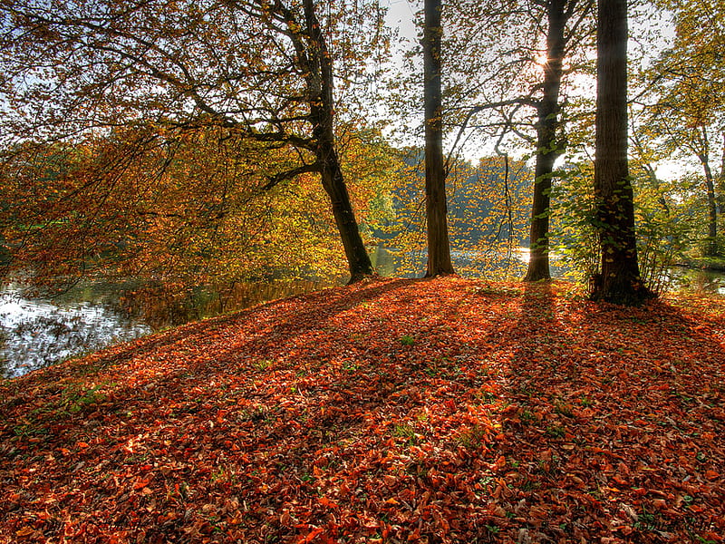 Red Floor, ground, leaves, trees, lake, HD wallpaper