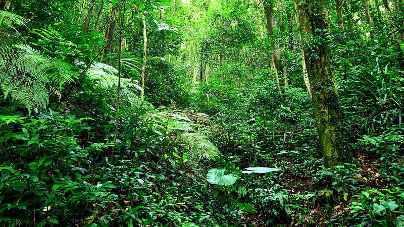 Green Trees Plants Jungle Forest Background Nature, HD wallpaper