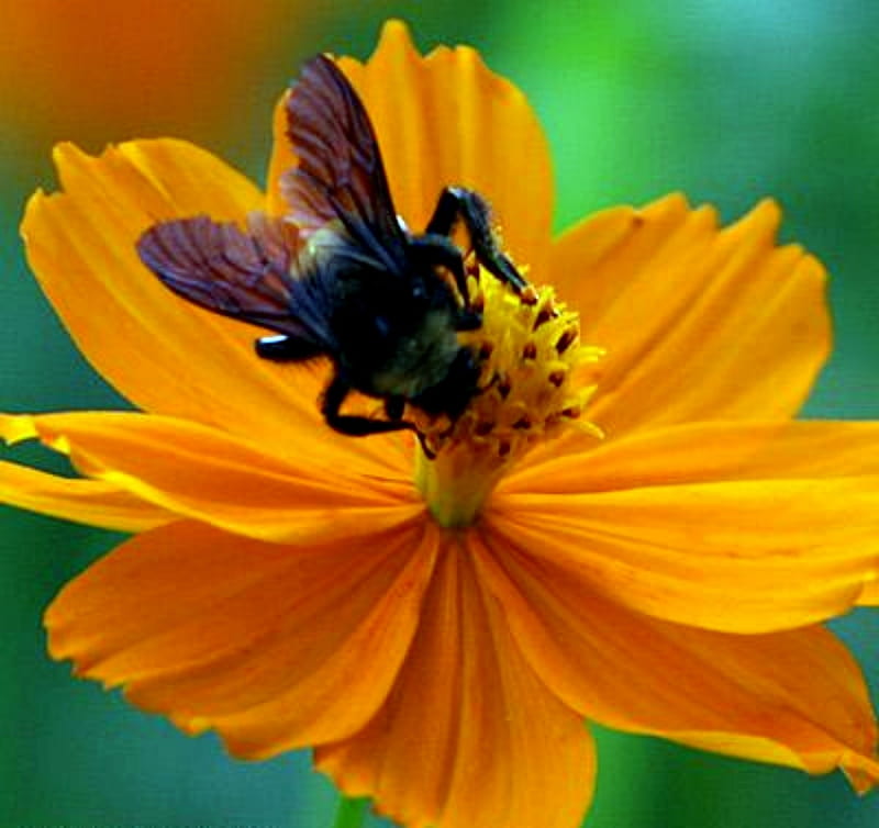 Cosmos Sulphureus Flower With Bee, Sulplhueus, Bee, Flower, Cosmos, Yelllow, HD wallpaper