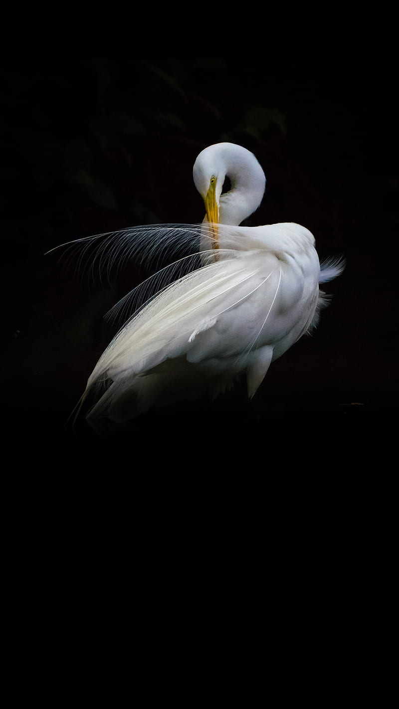Bird, love, zte axon 7, HD phone wallpaper Bird, love, zte axon 7, HD phone wallpaper