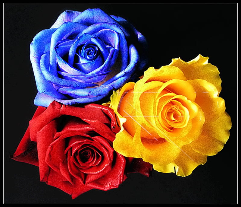 Rosas, amarillo, rojo, flores, azul, naturaleza, Fondo de pantalla HD |  Peakpx