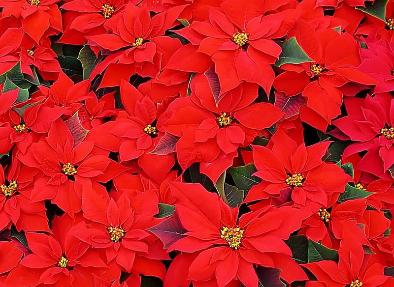Beautiful Red Poinsettias, Christmas, Red, Flowers, Poinsettias, HD wallpaper