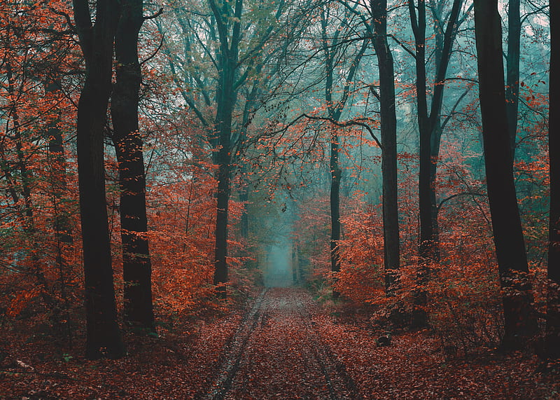 forest, path, fog, nature, autumn, HD wallpaper