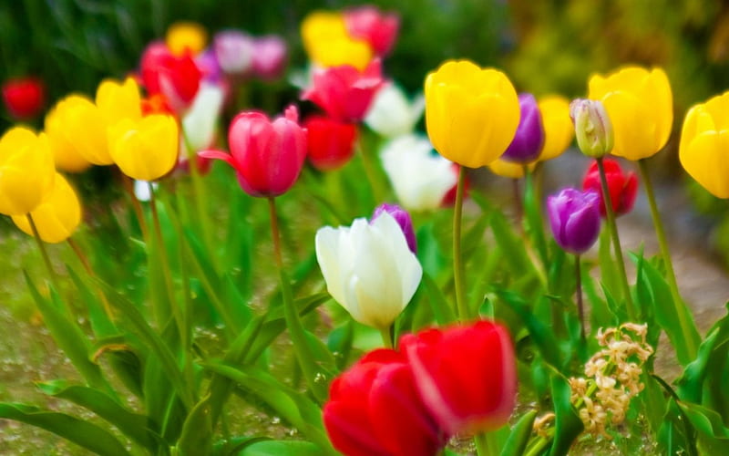 Tulips, galbene, lalele, rosii, mov, HD wallpaper