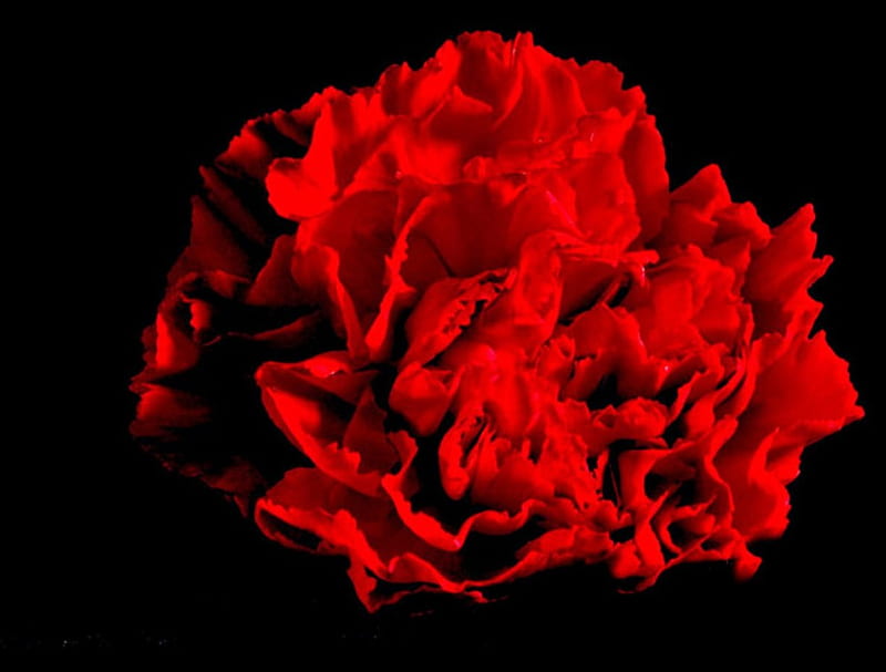 RED CARNATION ON BLACK, red, one flower, red flower, carnations, cool, black background, large, hot, flowers, HD wallpaper