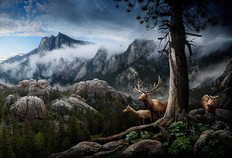 Elk Forest Landscape Conservation, elk, animals, forest, behance, HD wallpaper
