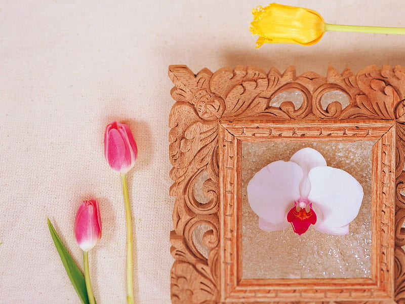 Flower frame, frame, orchid, flower, tulips, decor, style, HD wallpaper