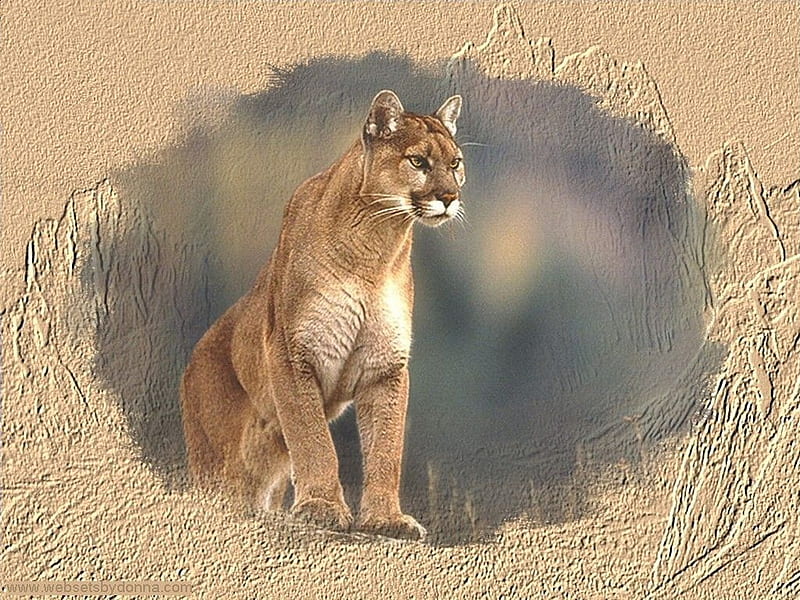 Cougar on Lookout F2, cougar, wildlife, nature, mountain lion, cat, panther, puma, HD wallpaper