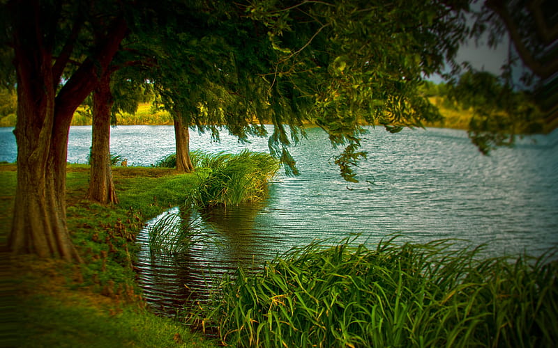 Riverside, water, grass, painting, nature, trees, HD wallpaper