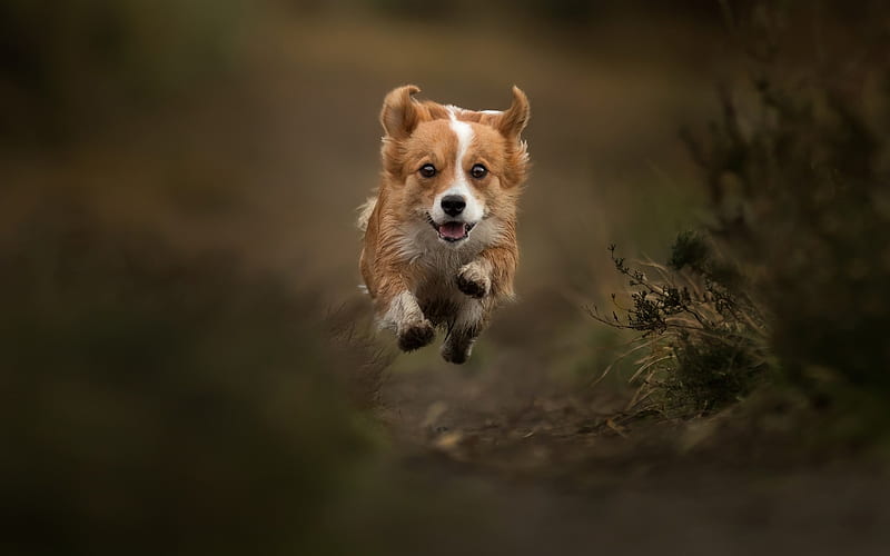 Welsh Corgi, flying dog, forest, pets, dogs, dog breeds, HD wallpaper