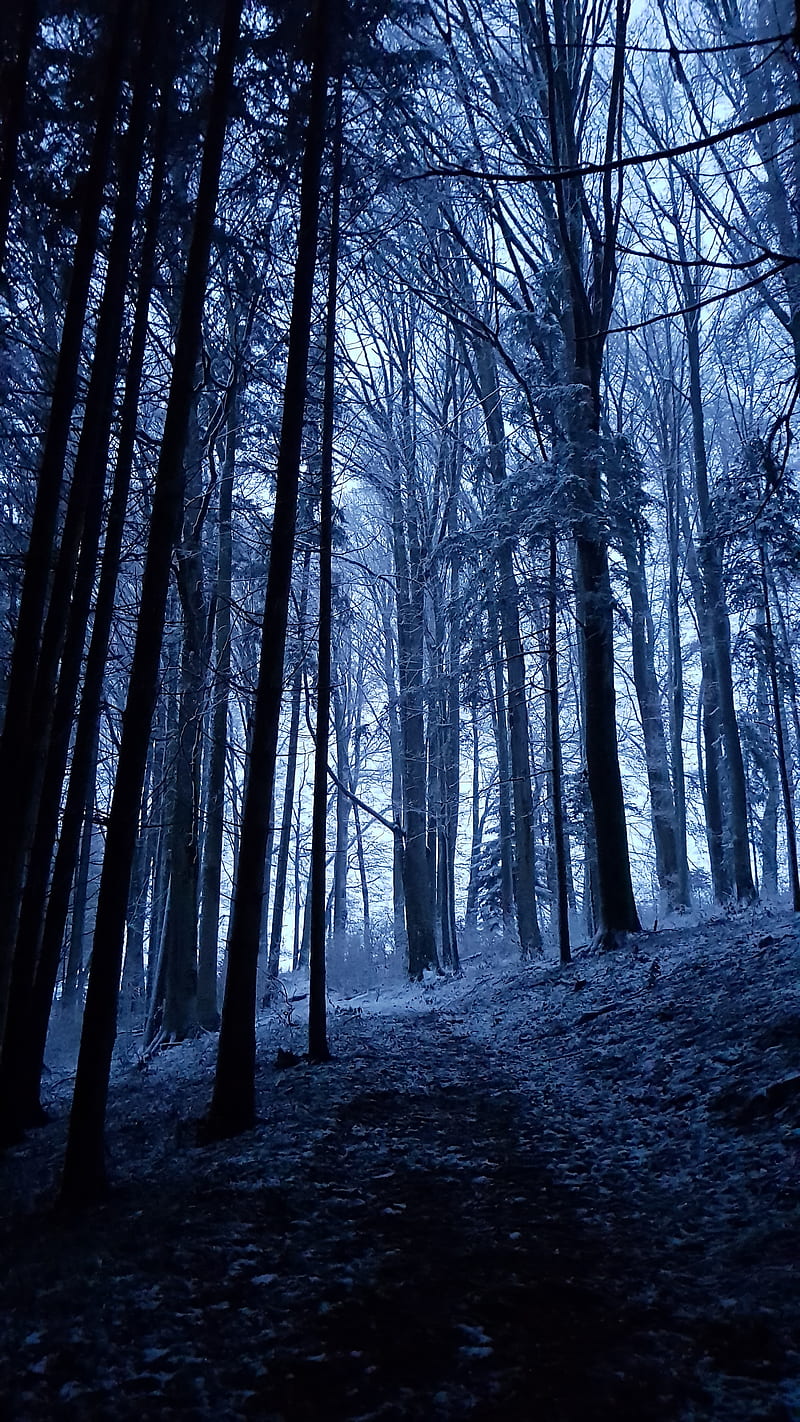 Dark Forrest, black, blue, natur, snow, tree, white, wood, HD phone wallpaper