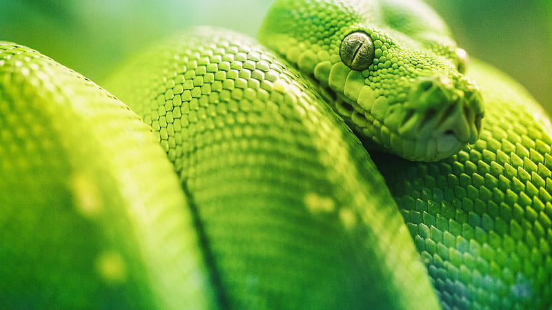 Closeup of Green Viper Python Animals, HD wallpaper