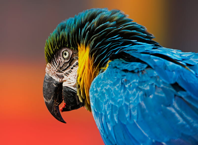Macaw Bird, macaw, parrot, birds, HD wallpaper