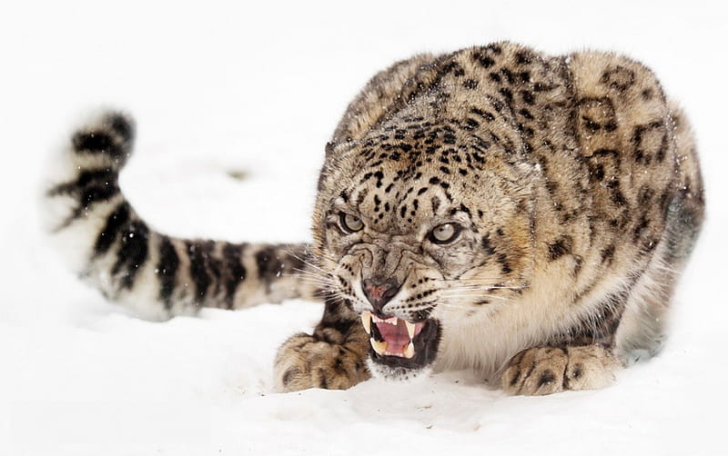 Grumpy in the snow, grumpy, big cat, snow, snow leopard, wild life, angry, HD wallpaper