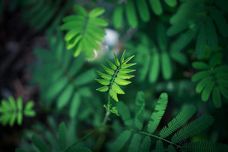leaf, green, plant, branch, blur, HD wallpaper