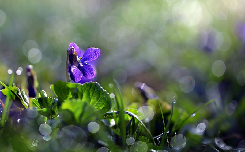 Viola odorata, green, nelia achkova, bokeh, viola, flower, toporas, blue, HD wallpaper