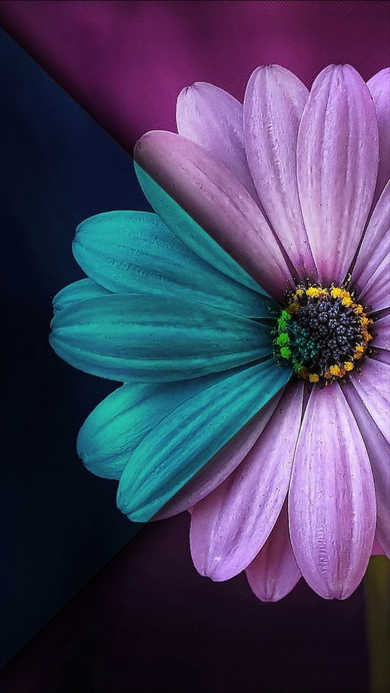 Flower, blue, pink, HD mobile wallpaper | Peakpx