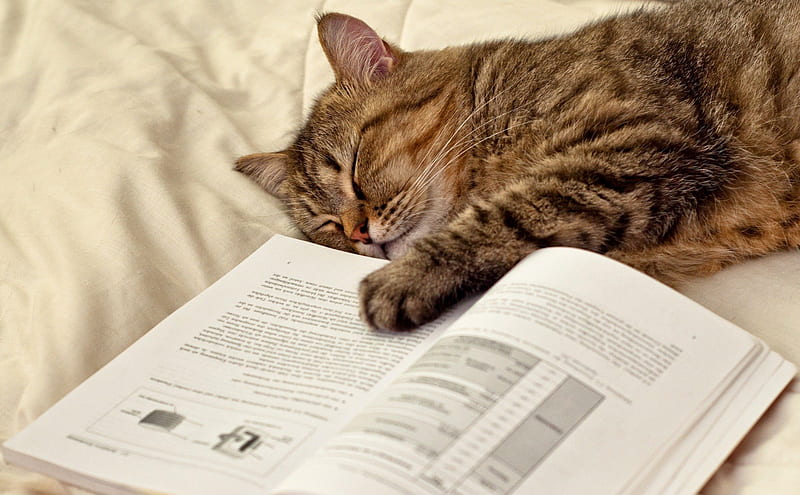*** Sleepy cat ***, reading, book, cat, cats, sleepy, animals, animal, HD wallpaper