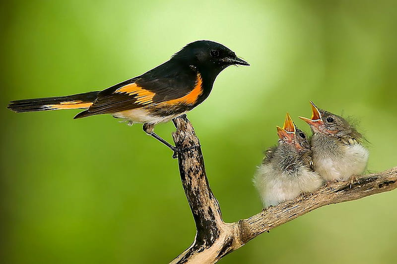 Feeding Bird, cute, feeding, bird, bonito, HD wallpaper