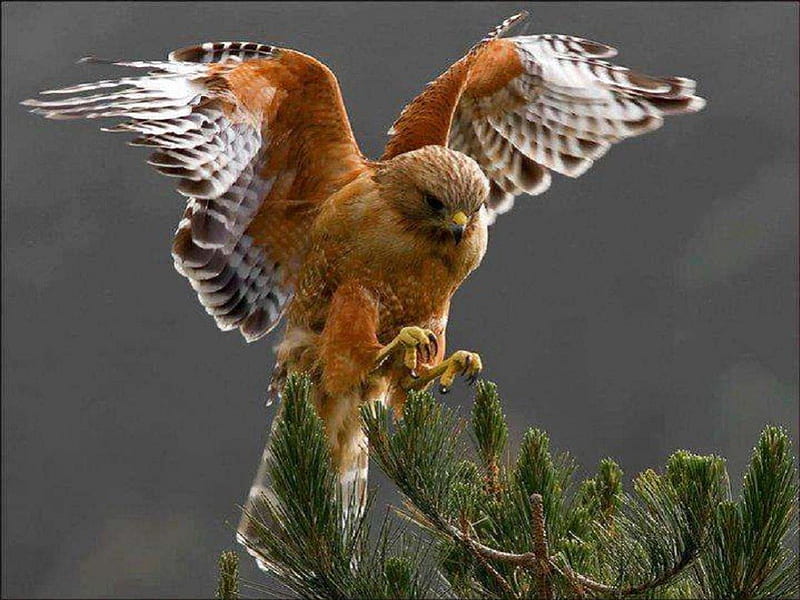 Red Shoulder Hawk, nature, hawk, bird, animals, HD wallpaper