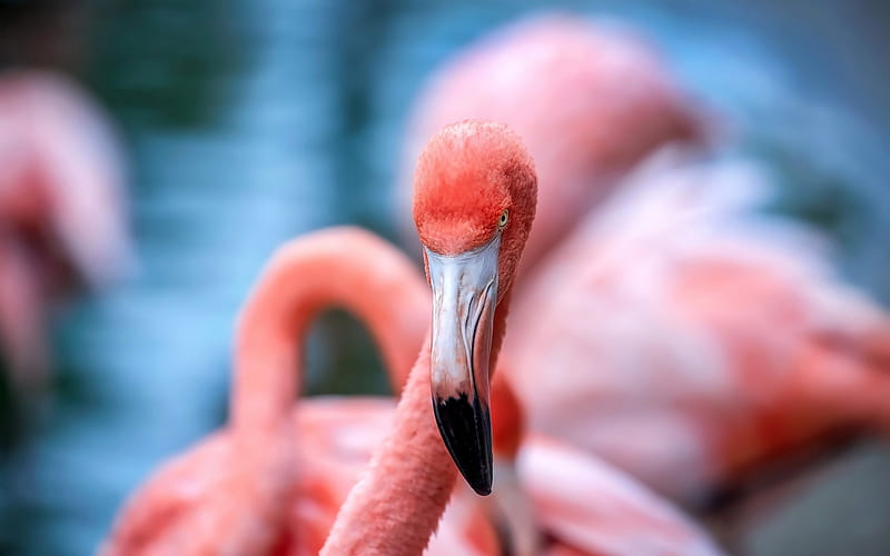 flamingo, pink bird, lake, beautiful birds, HD wallpaper