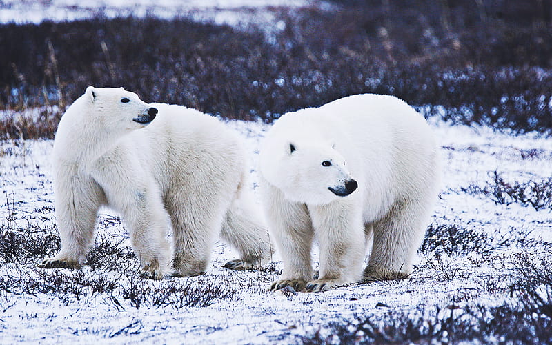 polar bears, wildlife, winter, white bears, Ursus maritimus, HD wallpaper